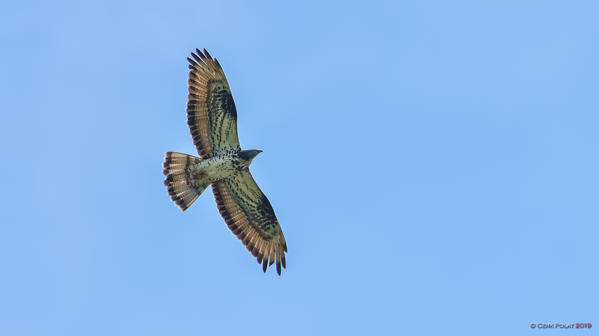 European Honey-buzzard